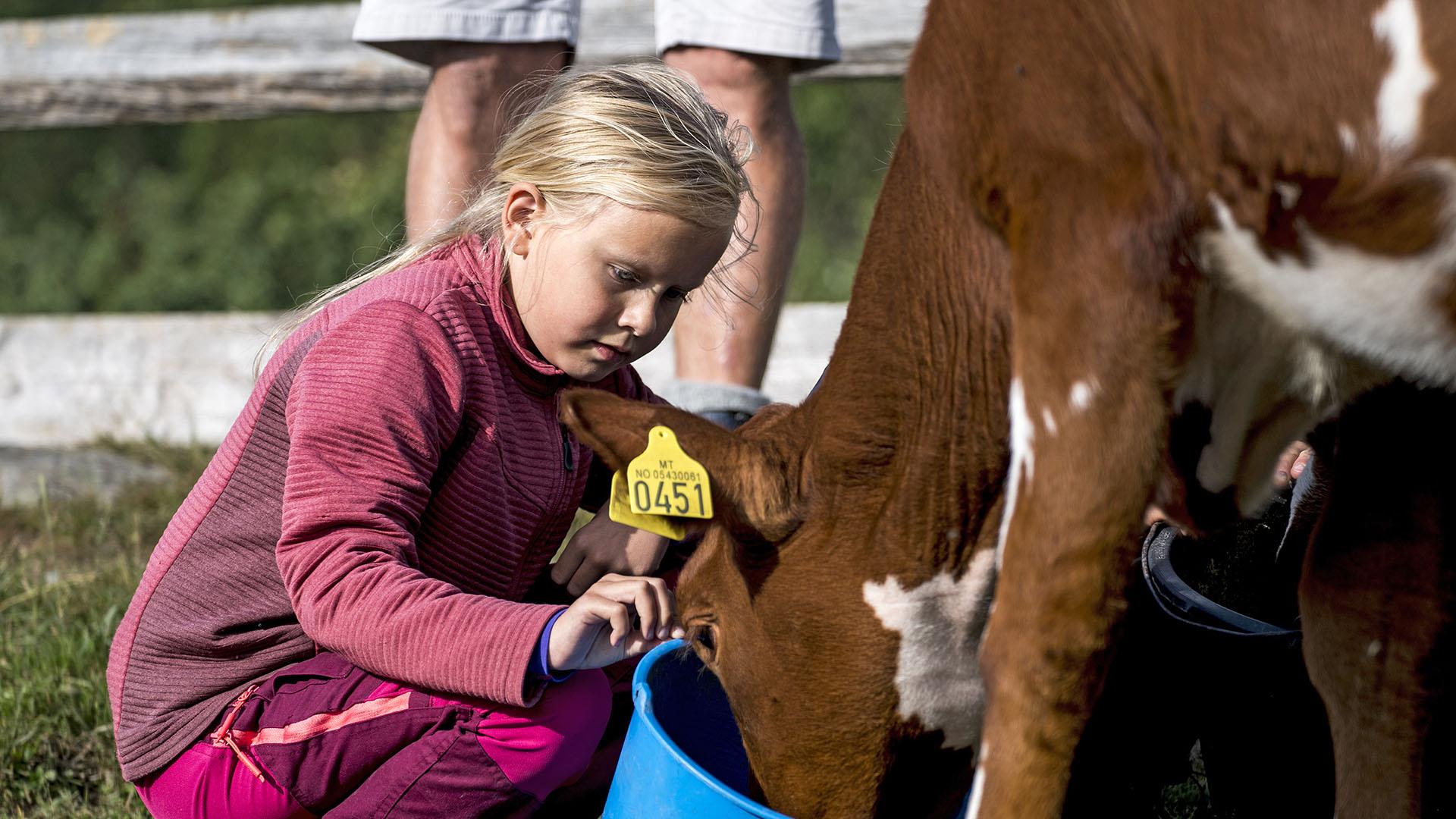 En jente i rosa genser og bukse mater en brun kalv med en blå bøtte.