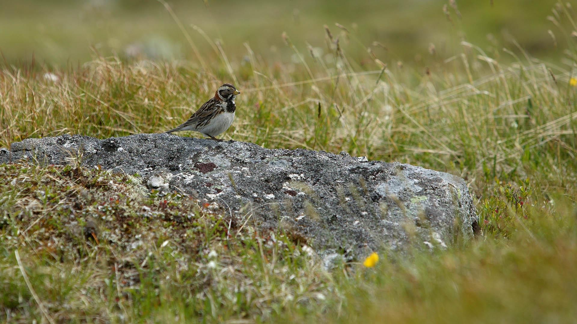En liten fugl på en lavbevokst stein i gress i høyfjellet