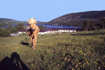 Hest foran Valdres Høyfjellshotell en sommerdag