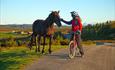 Radler trifft Pferd auf der Almstraße bei Tansberg