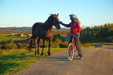 Radler trifft Pferd auf der Almstraße bei Tansberg