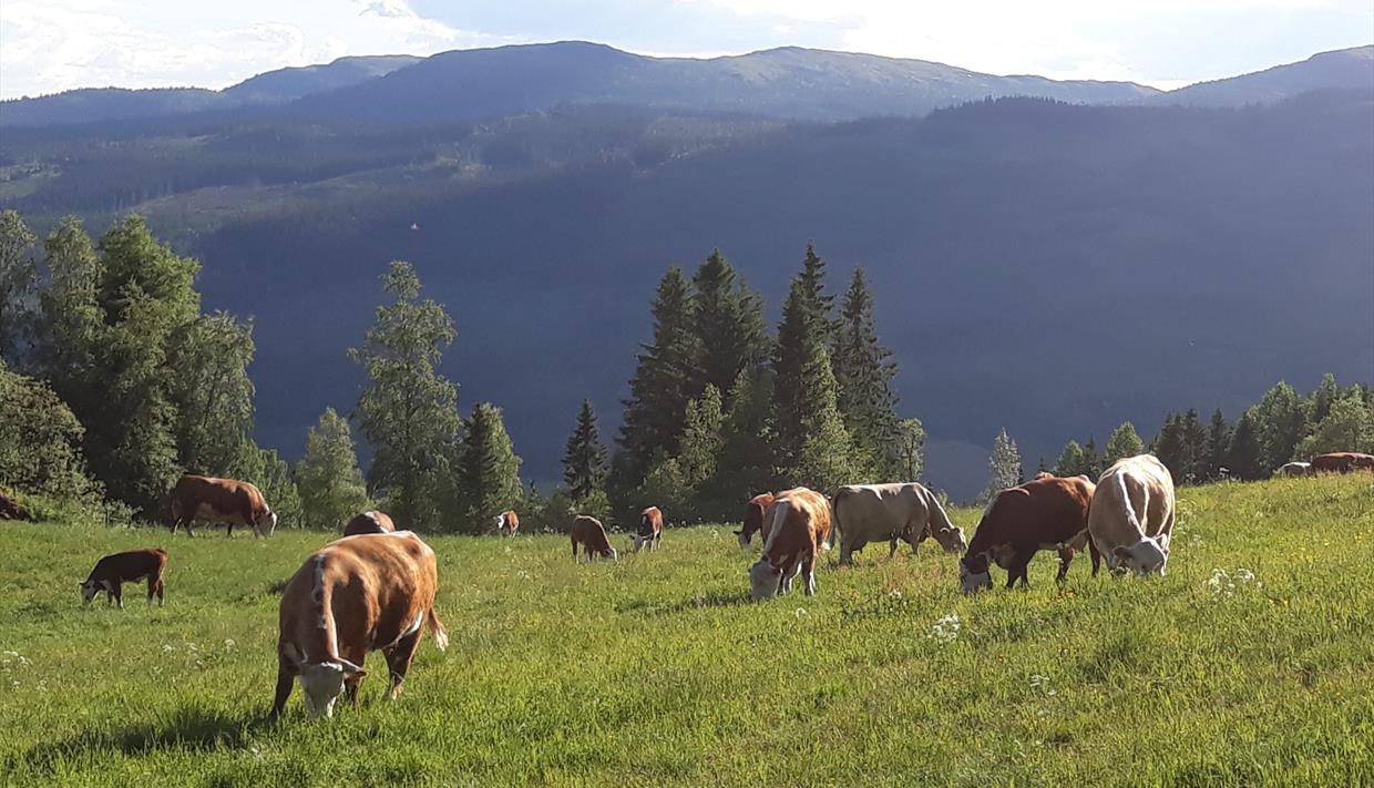 Product Image Product Image