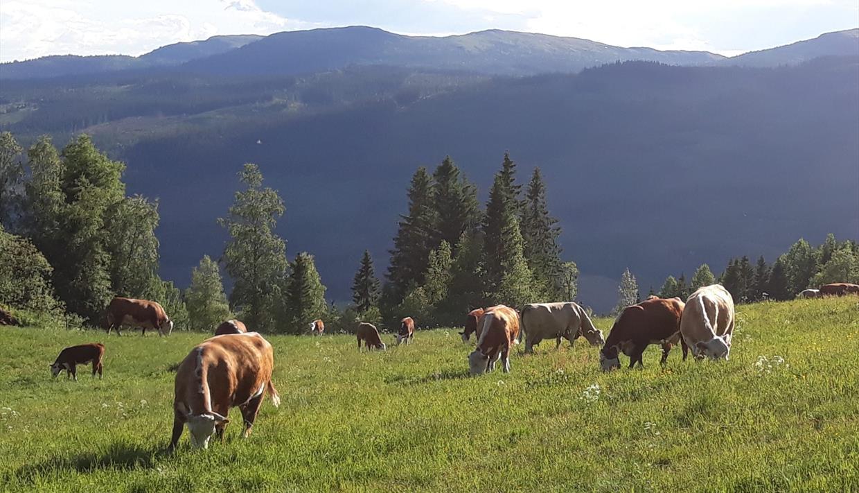 Product Image Product Image