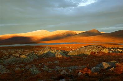 Open high country along the road over Valdresflye with lichen-covered rocks and autumn-colored heather lights up in deep red and orange in the last su