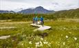 Cyclists on a sustainably built terrain cycling trail with wooden bridge elements over a swamp with flowering cotton grass. Mountains in the backgroun