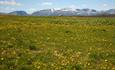 Buttercup and dandelion meadow with high mountains in the background