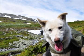 Beito Husky Tours - Besteigung des Mugnetind mit Hundesherpa