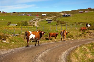 Cattle on the farm road winding up the hill at Gauklie.