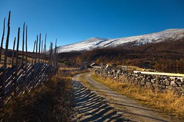 Ein Fahrweg im Fjell an Almen vorbei, mit traditionellem Holzzaun auf der einen, und einer Steinmauer auf der anderen Seite, im Spätherbst mit verschneitem Berg im Hintergrund.