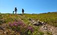 Lav perspektiv nær bakkenivå langs en sti i fjellet med lilla blomster i forgrunnen og tre vandrere i bildehorisonten.