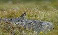 Eine Spornammer sitzt auf einem flechtenbewachsenen Stein im Gras auf  der Valdresflye.
