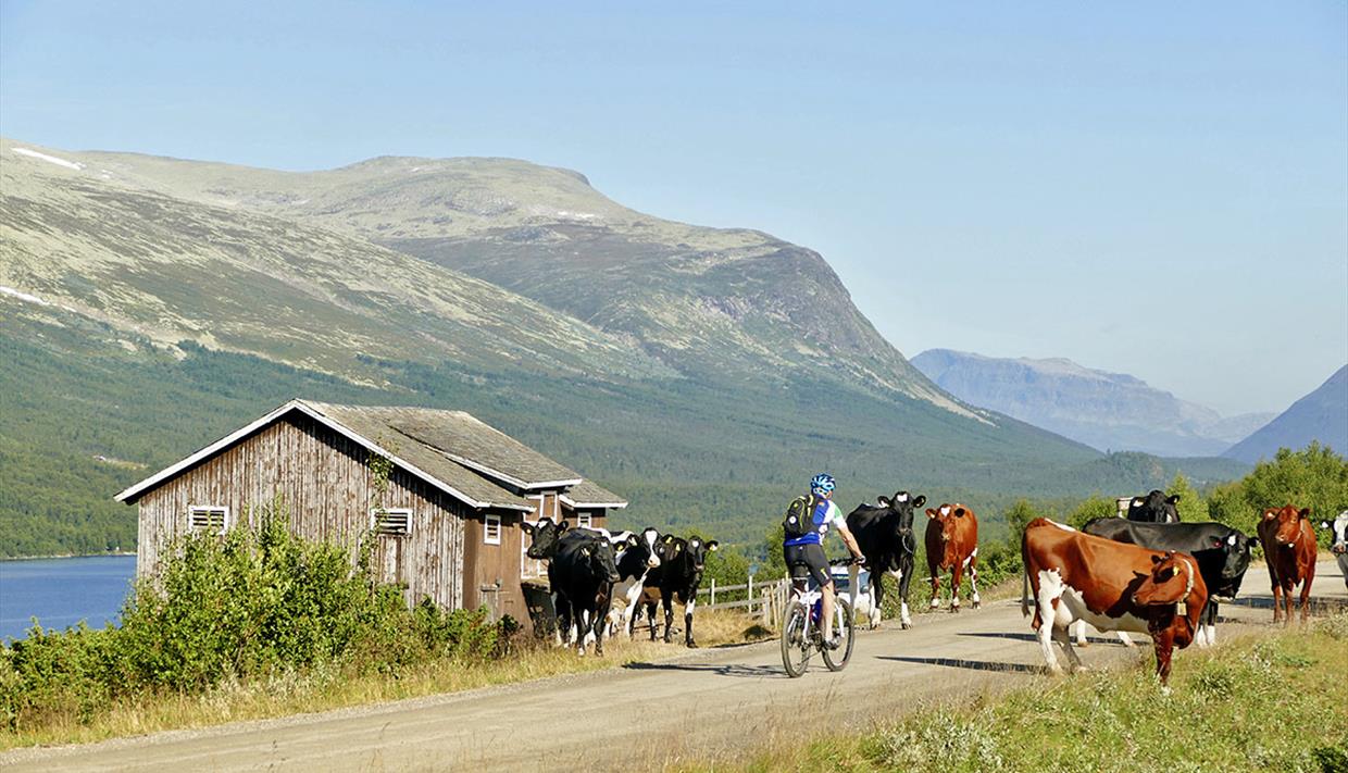 Cyclist amidst cattle along a sumemr mountain farm road.