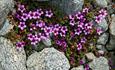 Der Gegenblättrige Steinbrech hat glockenförmige, aufrechte dunkelrosa Blüten