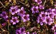 The purple saxifrage has small upright bell-shaped bright purple flowers.