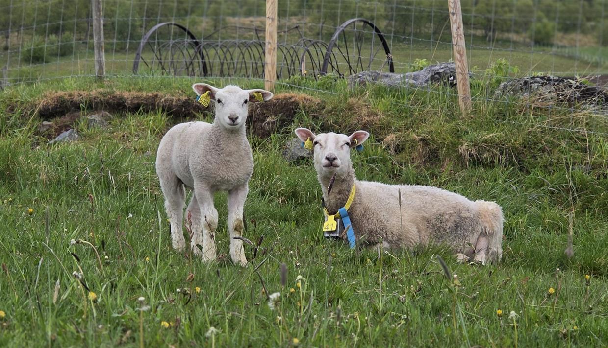 Product Image Product Image