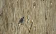 Male Reed bunting (Emberiza schoeniclus) sitting og a reed straw
