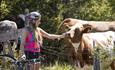 Nahkontakt zwischen Mensch und Tier auf einer Fahrradtour auf der Stølsvidda. Eine junge Radfahrerein streichelt einer jungen Kuh das Maul.