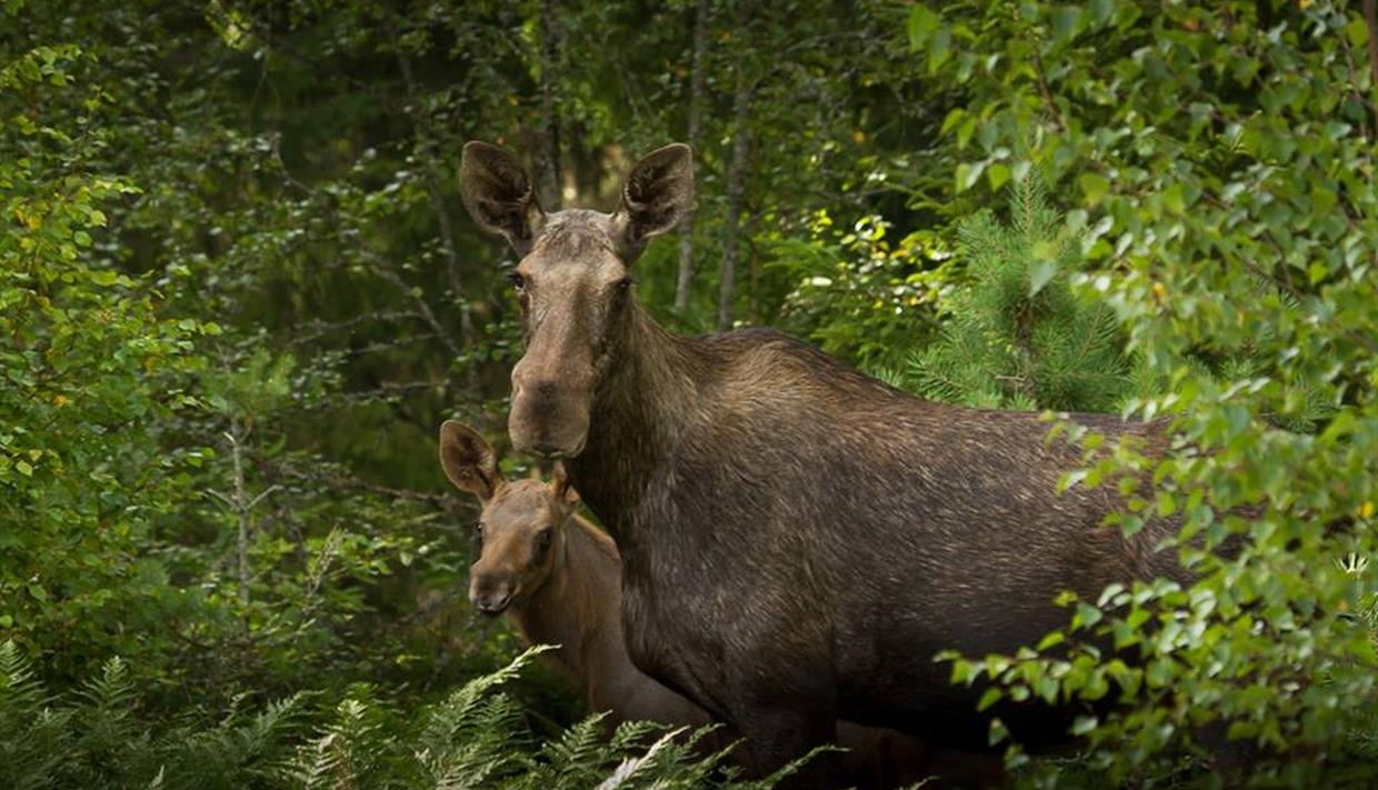 Female moose and her calf between green trees.