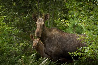 Female moose and her calf between green trees.