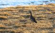 Eurasian Curlew on a partly snow-covered field in the evening sun