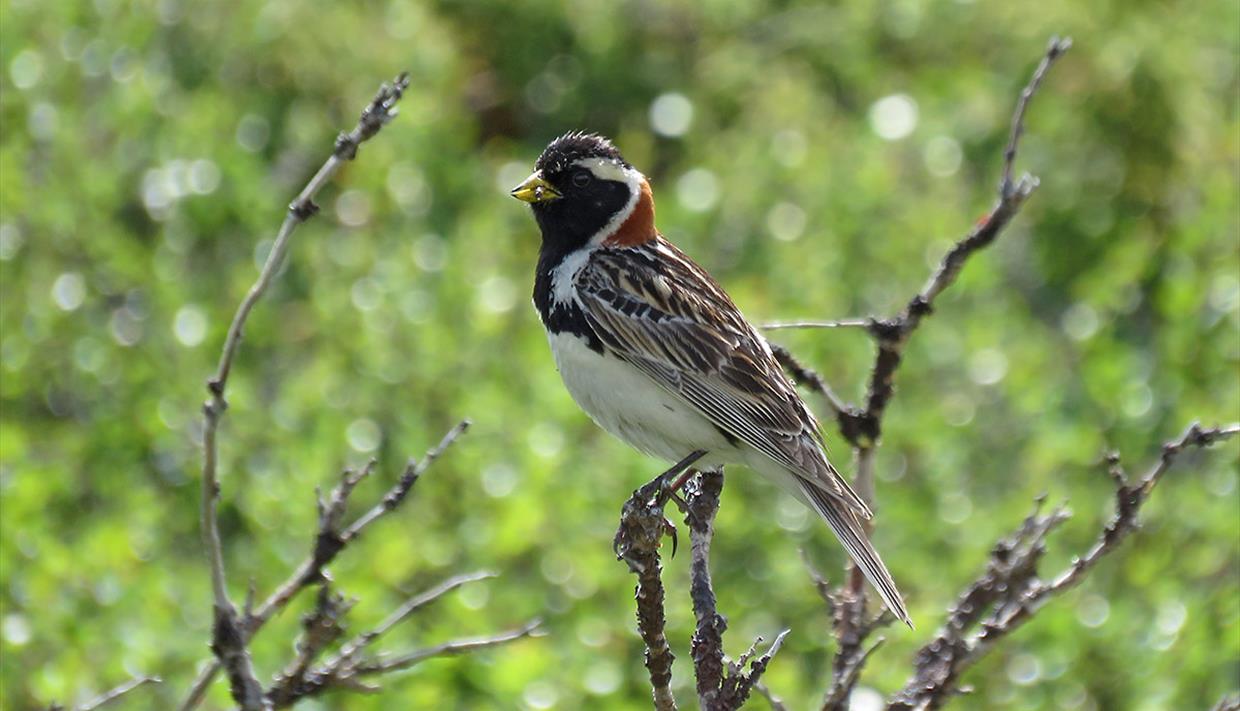Lappland Bunting, male in breeding plumage, in a dwarf birch bush with food in its beak