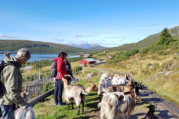 Summer farm visitors on a hike among goats. A lake and mountains in the background