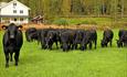 Schwarze Angus-Rinder stehen auf einer Weide mit frischem grünen Gras.