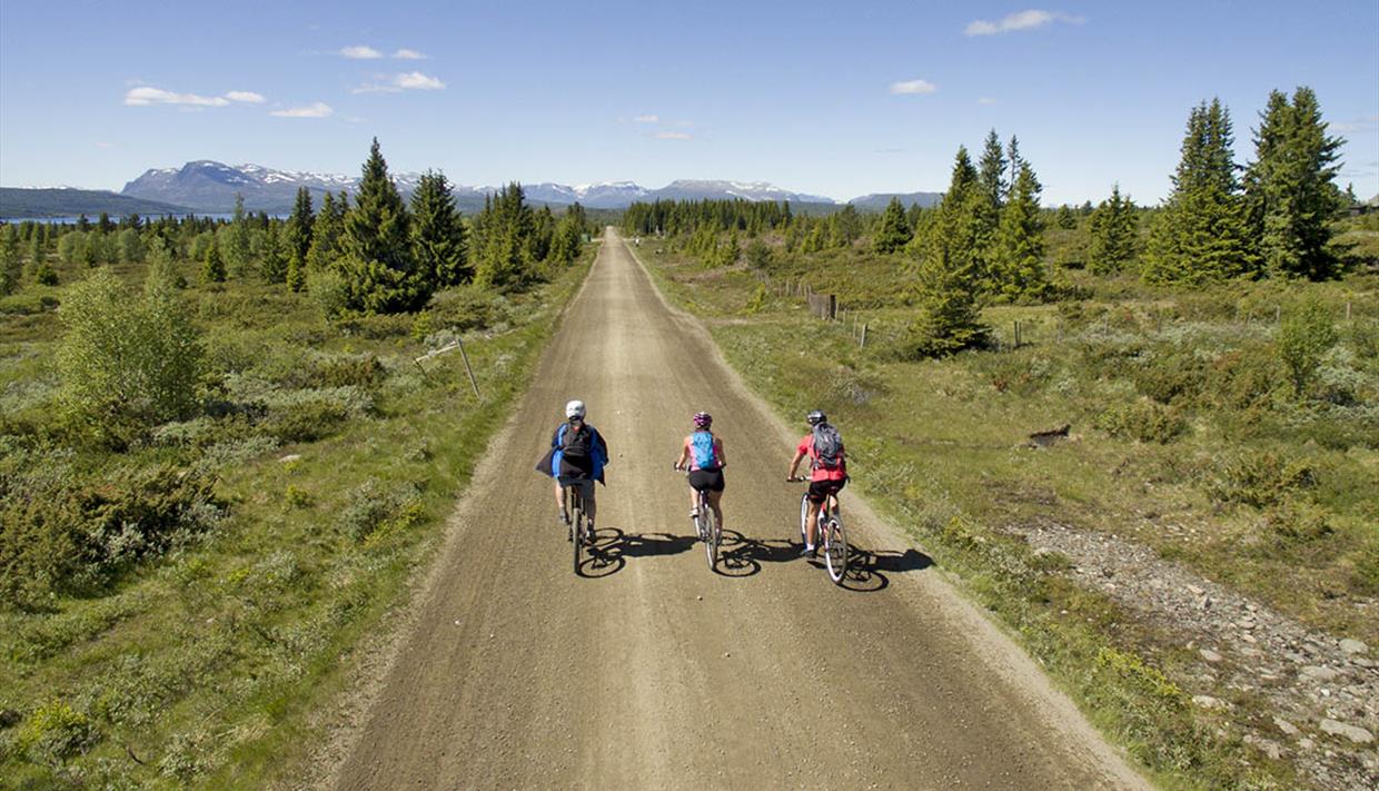 Three cyclists on a broad farming road through open spruce forest with mountains in the far background. Mjølkevegen at Furuset. Three cyclists on a broad farming road through open spruce forest with mountains in the far background. Mjølkevegen at Furuset.