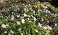 Wood anemone in bloom
