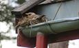 A fieldfare on its nest in the gutters of an old buiding at Valdres Folkemuseum.