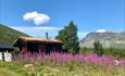 Mountain farm building with grass roof, surrounded by  rosebay willowherb (fireweed) in bloom
