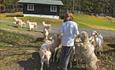 A girl palys with a bunch of mohair goats.
