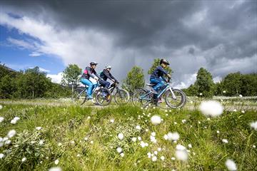 A family is cycling along Mjølkevegen. Cottangrass on bloom can be seen in the foreground.