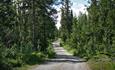 Dirt road in a lush spruce forest.