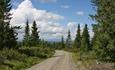 A forest road leads through thin spruce forest with view to mountains.