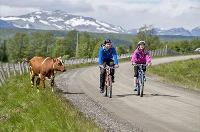To syklister på grusvei med ku i veikanten og fjell i bakgrunnen.