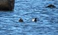 Scaup (Aythya marila) can be found in the small lakes on the high mountain plateau Valdresflye.