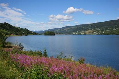 Pink flowers along the shore of Lake Strandefjorden. Blue is the lake, and blue is the sky.