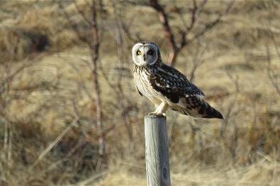 Short-eared owl on a fence pole in evening light