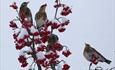 Vier Wacholderdrosseln in einem Vogelbeerbaum im Winter