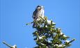 The Northern Hawk Owl (Surnia ulula) is a typical species of  the low alpine plateau Stølsvidda in Valdres.
