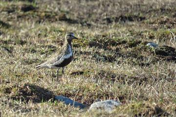 The European Golden Plover (Pluvialis apricaria) is a bird of the tundra. In Valdres it can be found i.e. on the high plateaus of Valdresflye and Slet