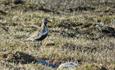 The European Golden Plover (Pluvialis apricaria) is a bird of the tundra. In Valdres it can be found i.e. on the high plateaus of Valdresflye and Slet