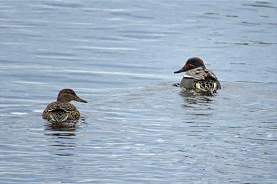 Eurasian Teal (Anas crecca), female on the left and male on the right. It is our smallest duck and breed in lakes and ponds in forests but also small