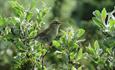 The Willow Warbler (Phylloscopus trochilus) is one of the most common breeding birds in Norway and can be found throughout the whole country, even in
