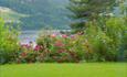 A lawn and a floweing bose bush at the shore of a lake.