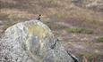 Ring Ouzel (Turdus torquatus) breeds in the mountains.