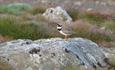 Common Ringed Plovers (Charadrius hiaticula) are fairly easy to spot on the Valdresflye high mountain plateau.