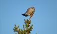 Turmfalken (Falco tinnunculus) können auf der Stølsvidda bei Brattåsen oft beim Jagen gesehen werden.