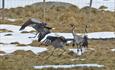 Common cranes dance on a mountain farm pasture where there are still some patches of snow.